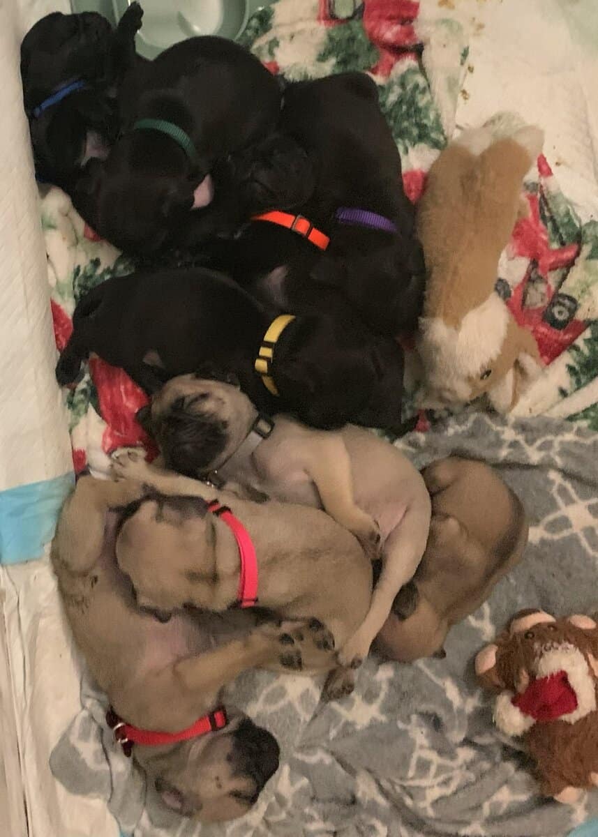 Pug puppies for sale image 10