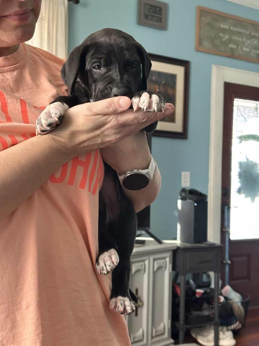 Rudy aka Rudolph image 2