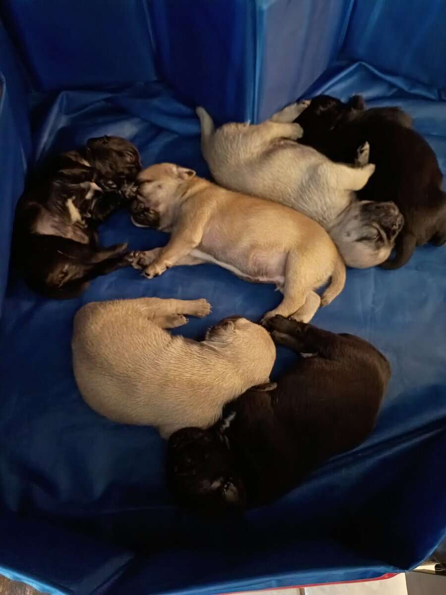 Loving Pugs image 2