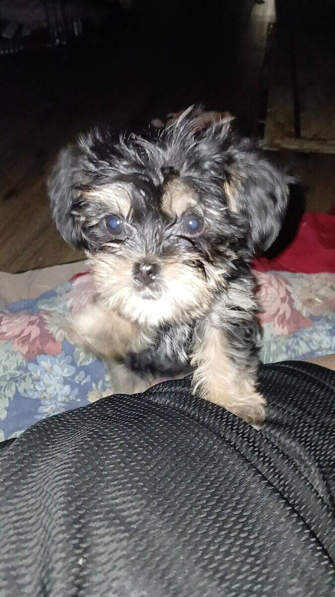 Shorkie puppies image 3