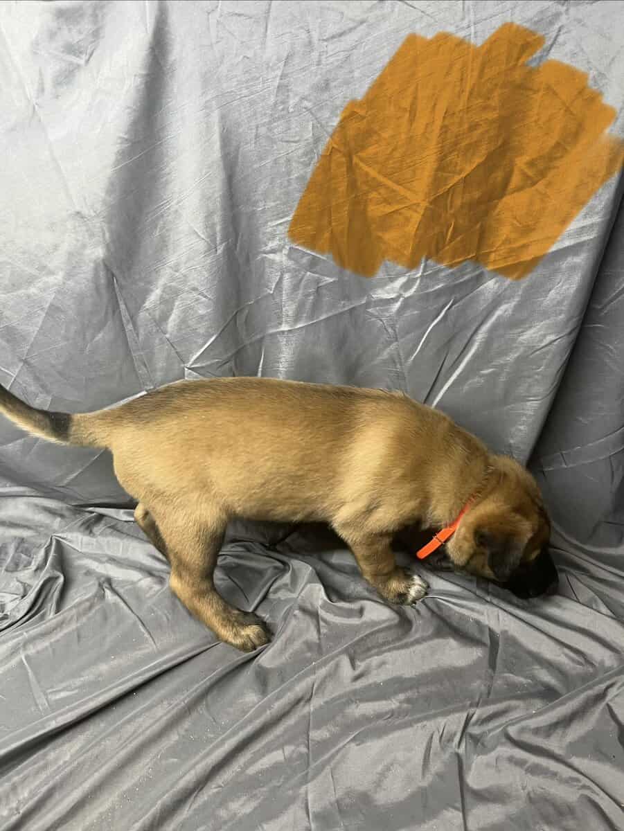 Orange collar image 2