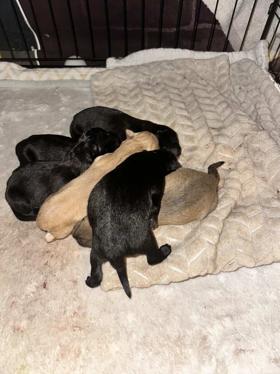 German Shepherd/Husky & Chow Chow Mixed Breed Pups image 5