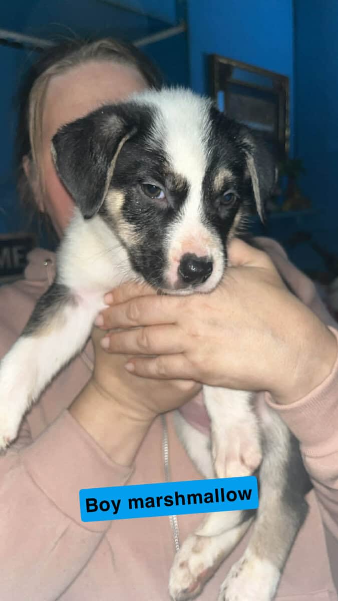 Puppies for sale image 3