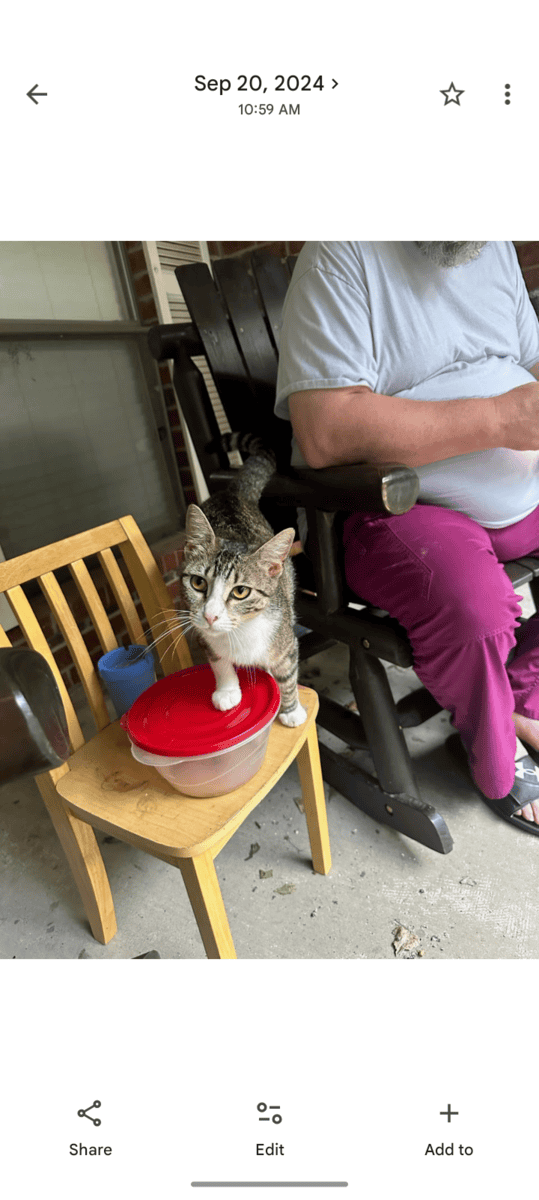 Cat needs a home image 3