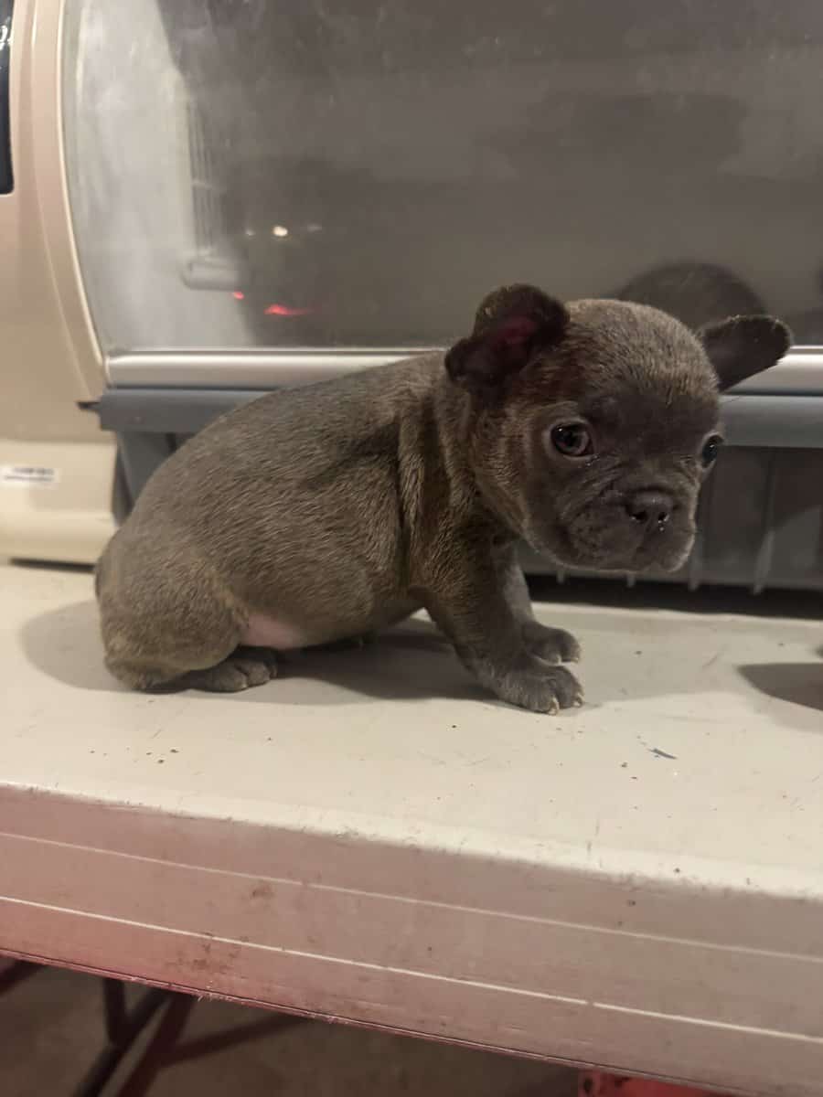 French Bulldog pup image 6