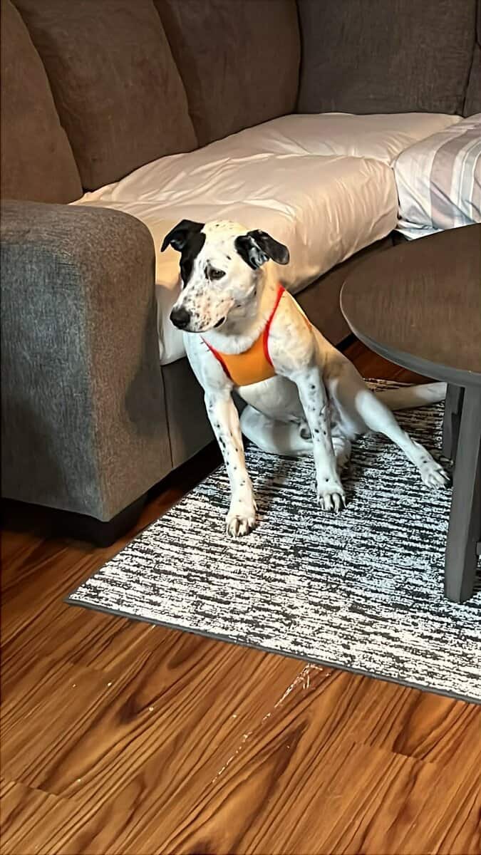 Needing to rehome a sweet loving dog image 1