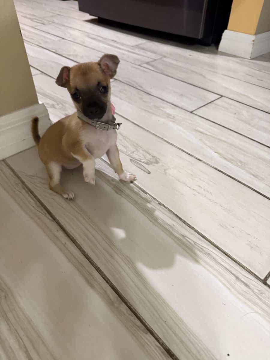 Lola needs new home image 1