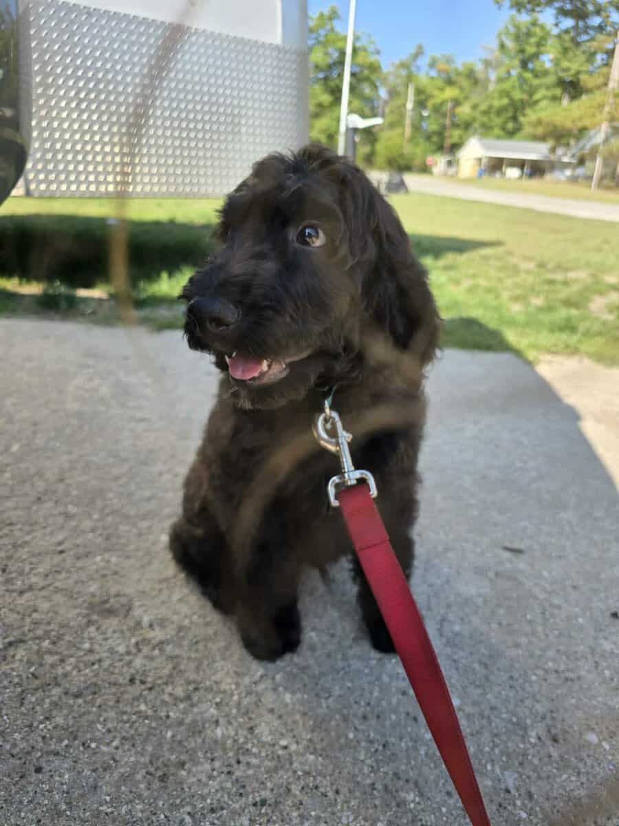 Legend -7 month old goldendoodle image 1