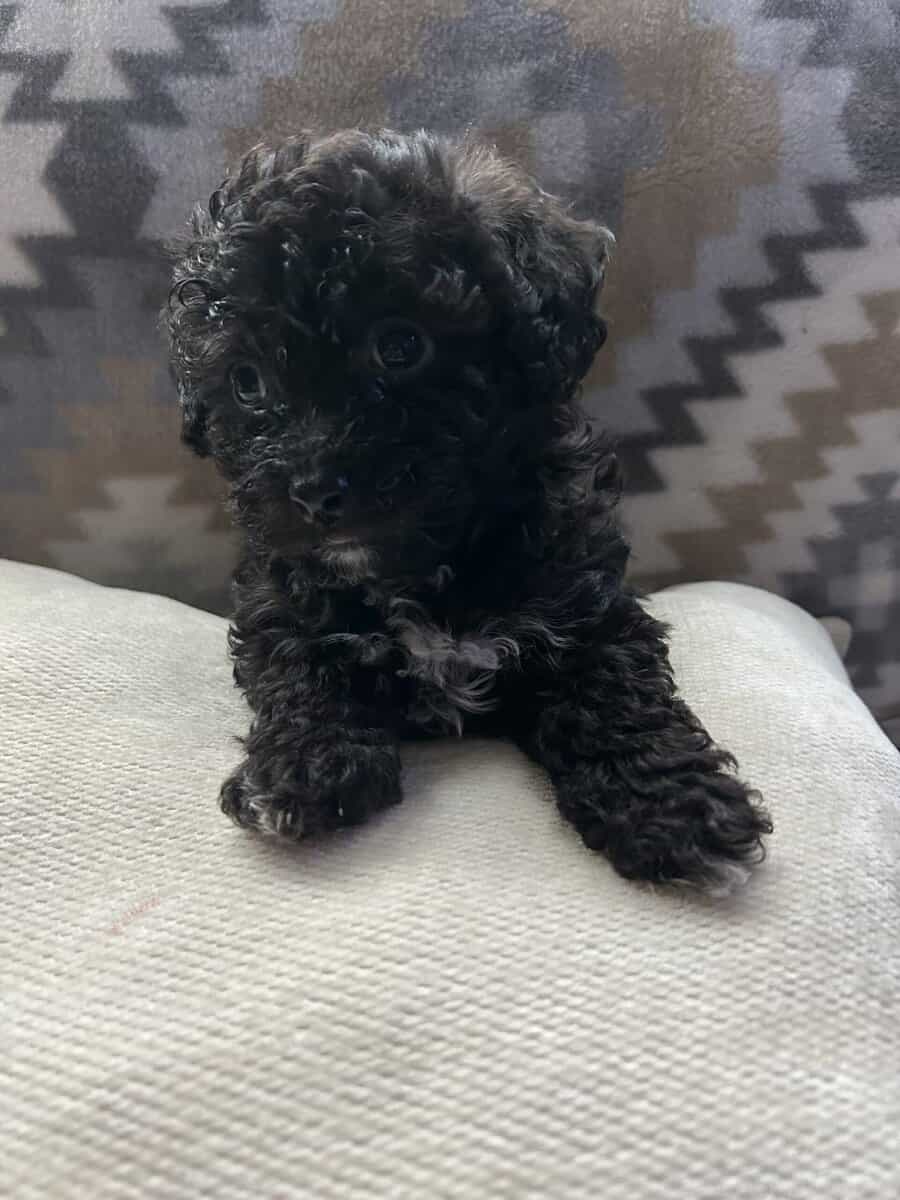 maltipoo puppies image 3