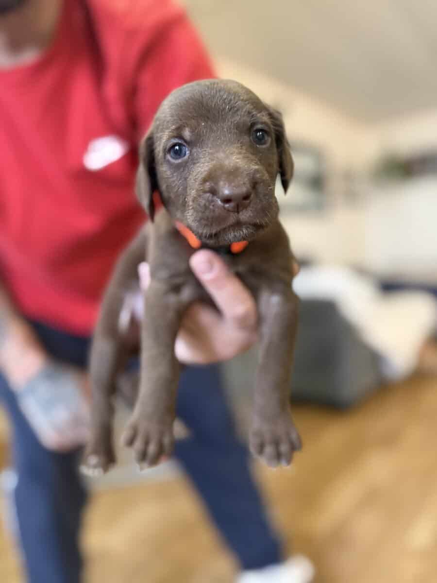 Looking for their furever homes! image 7