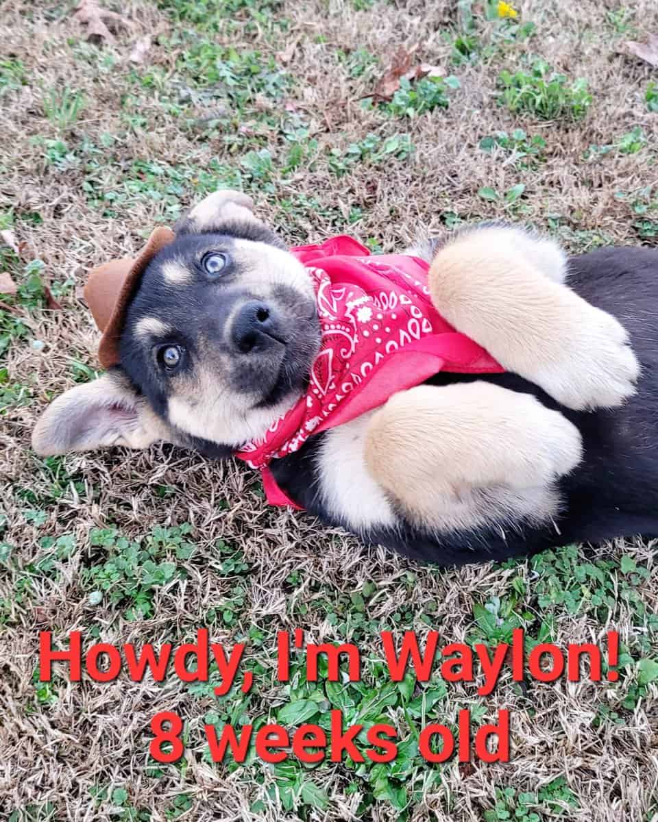Shepsky Puppies image 3