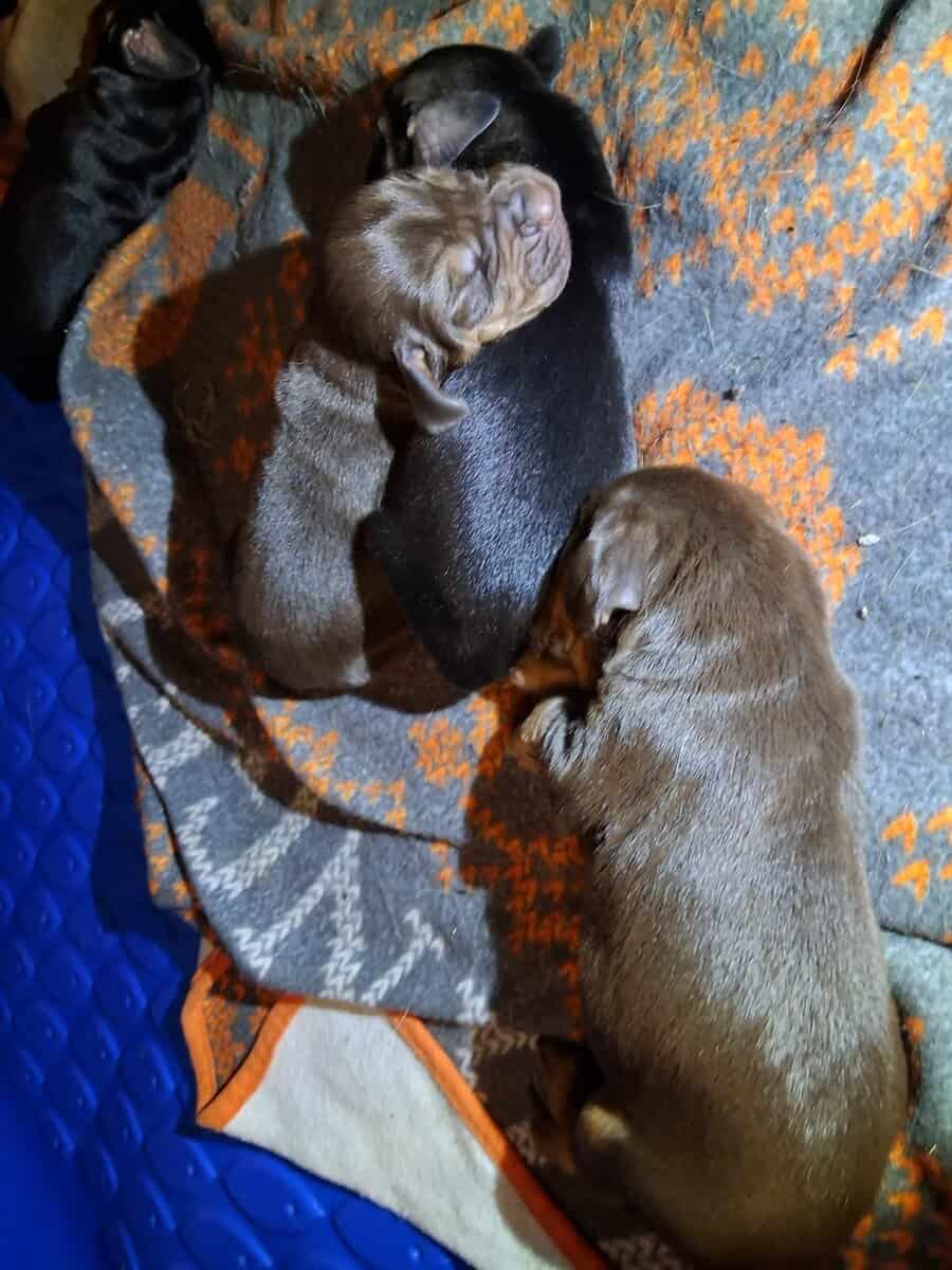AKC/CKC Bloodhound Puppies image 2