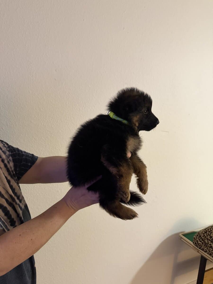 AKC German Shepherd puppies image 16