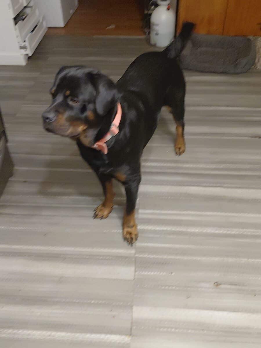 Rottweiler puppies 11 weeks have mom and d image 1