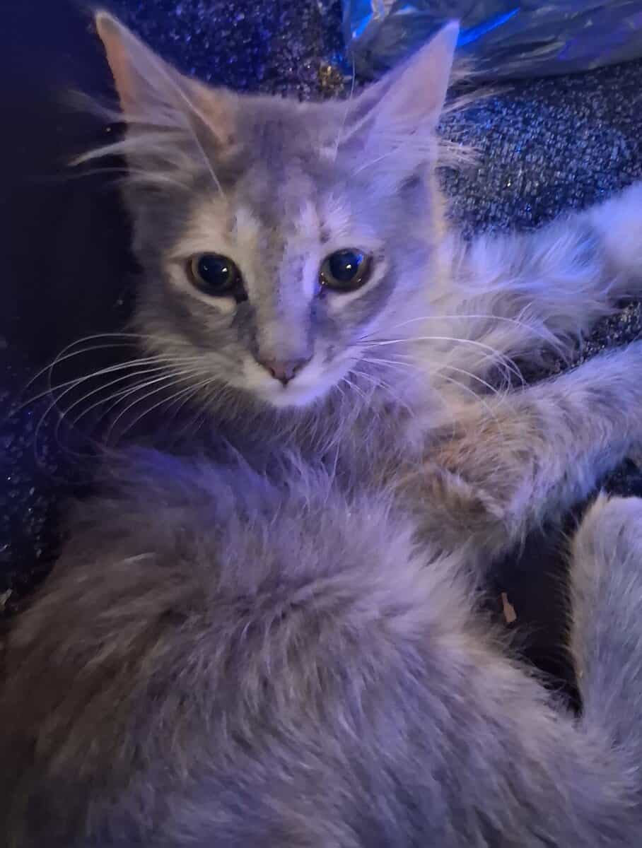 Looking to give away 2 kittens for free image 1
