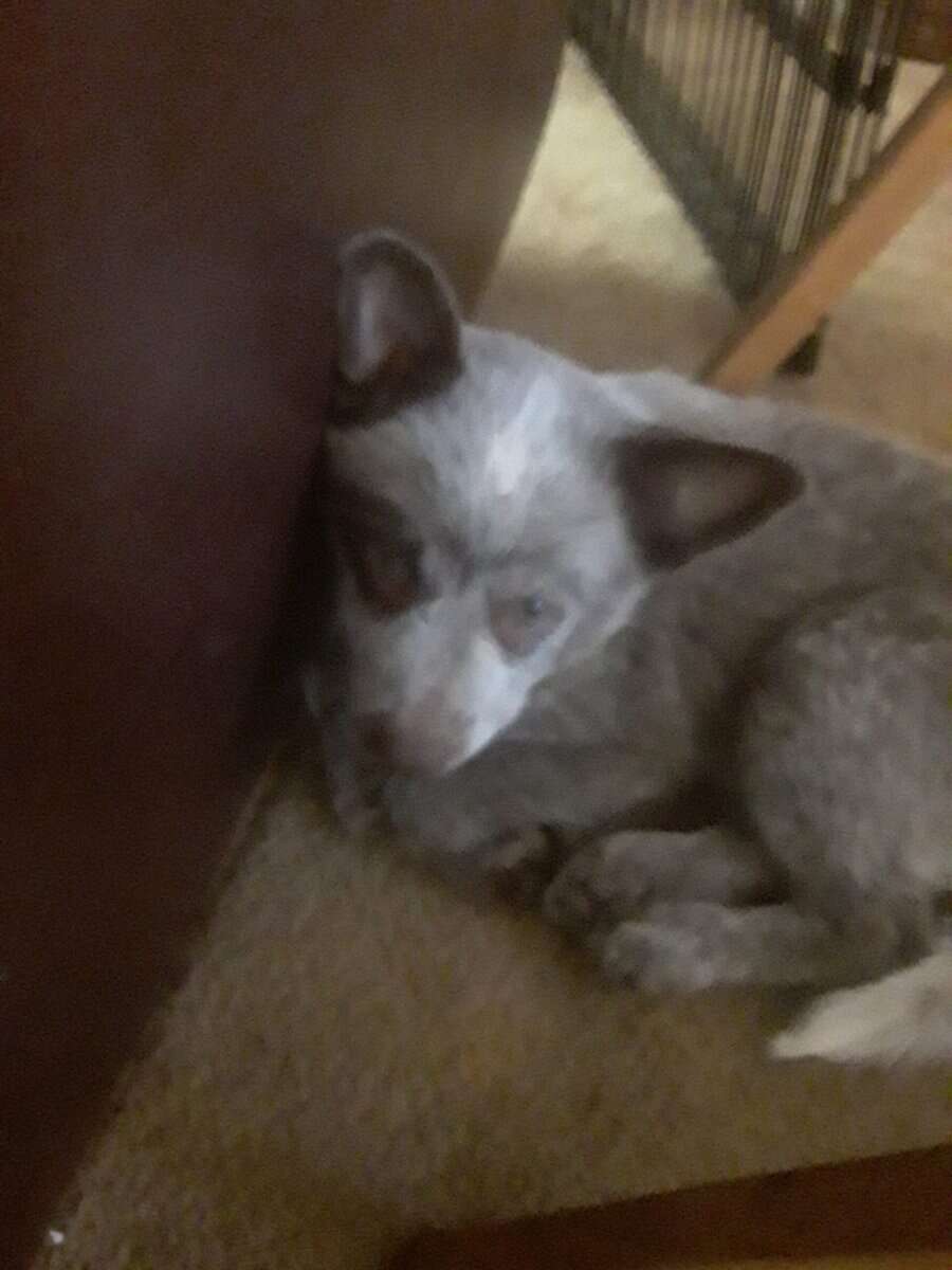 Heeler puppies image 2