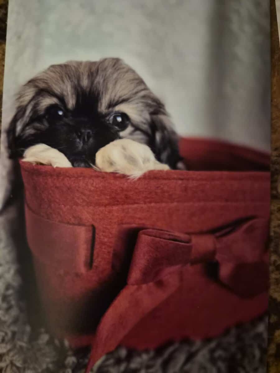 Flatnose Pekingese image 2