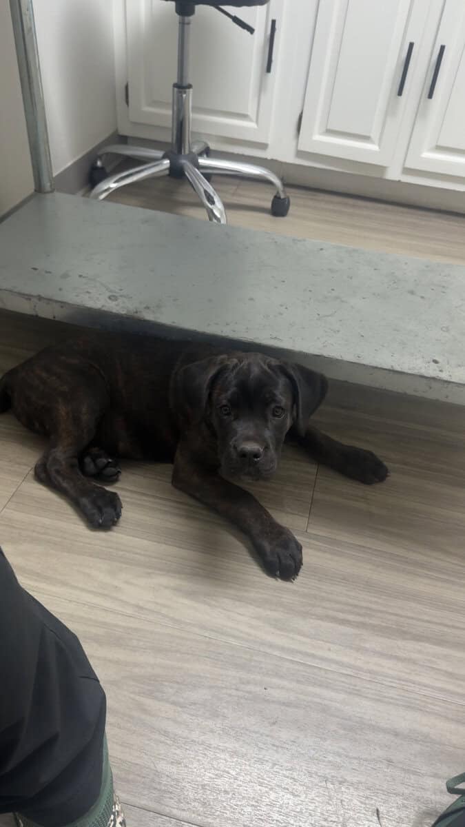 Cane Corso puppies image 20