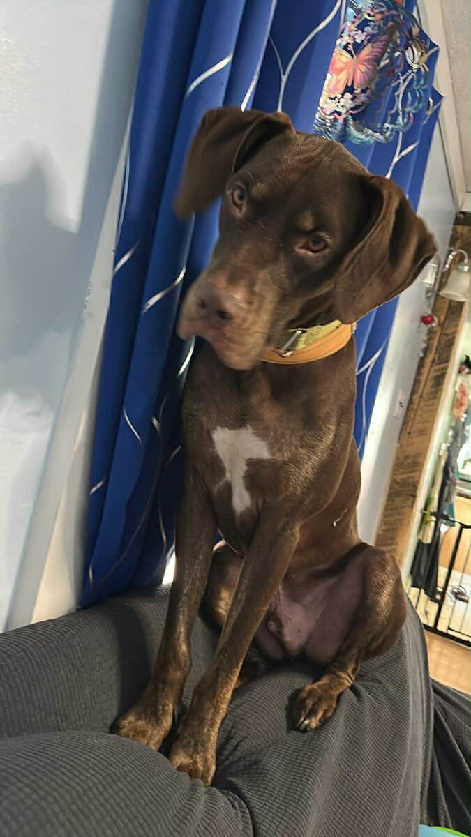Looking for a new home for my dog image 1