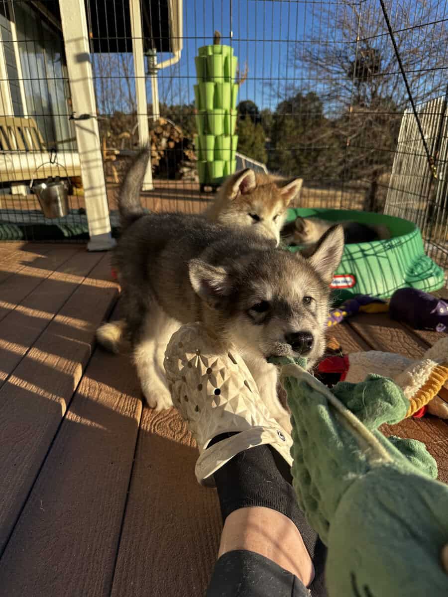 ⭐️ Alaskan Malamute Puppy – Violet image 2