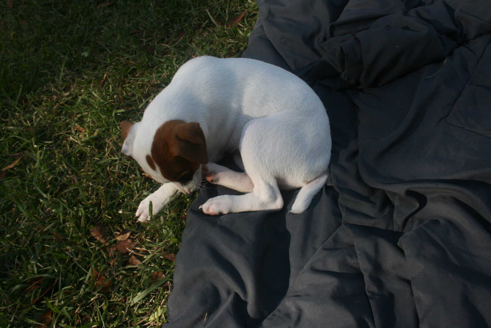 Jack Russell Terrier Puppies for sale image 15