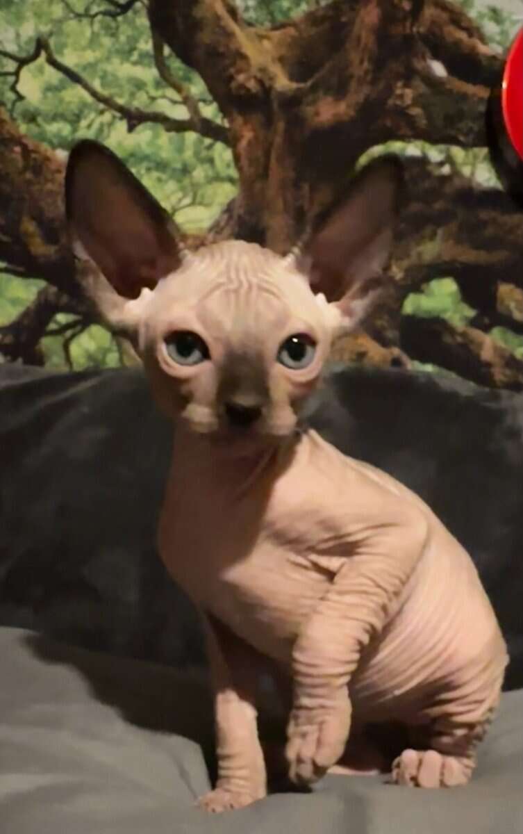 Sphynx babies image 13