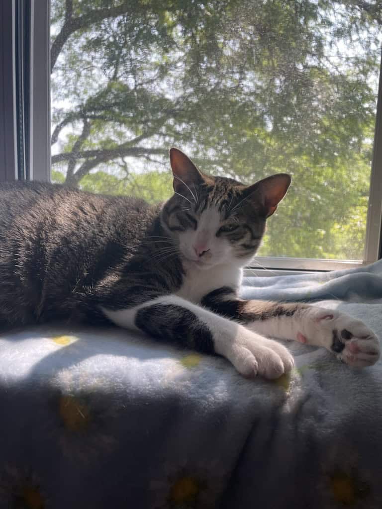 Looking for a forever home for loving cats image 6
