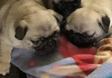 PUG PUPPIES