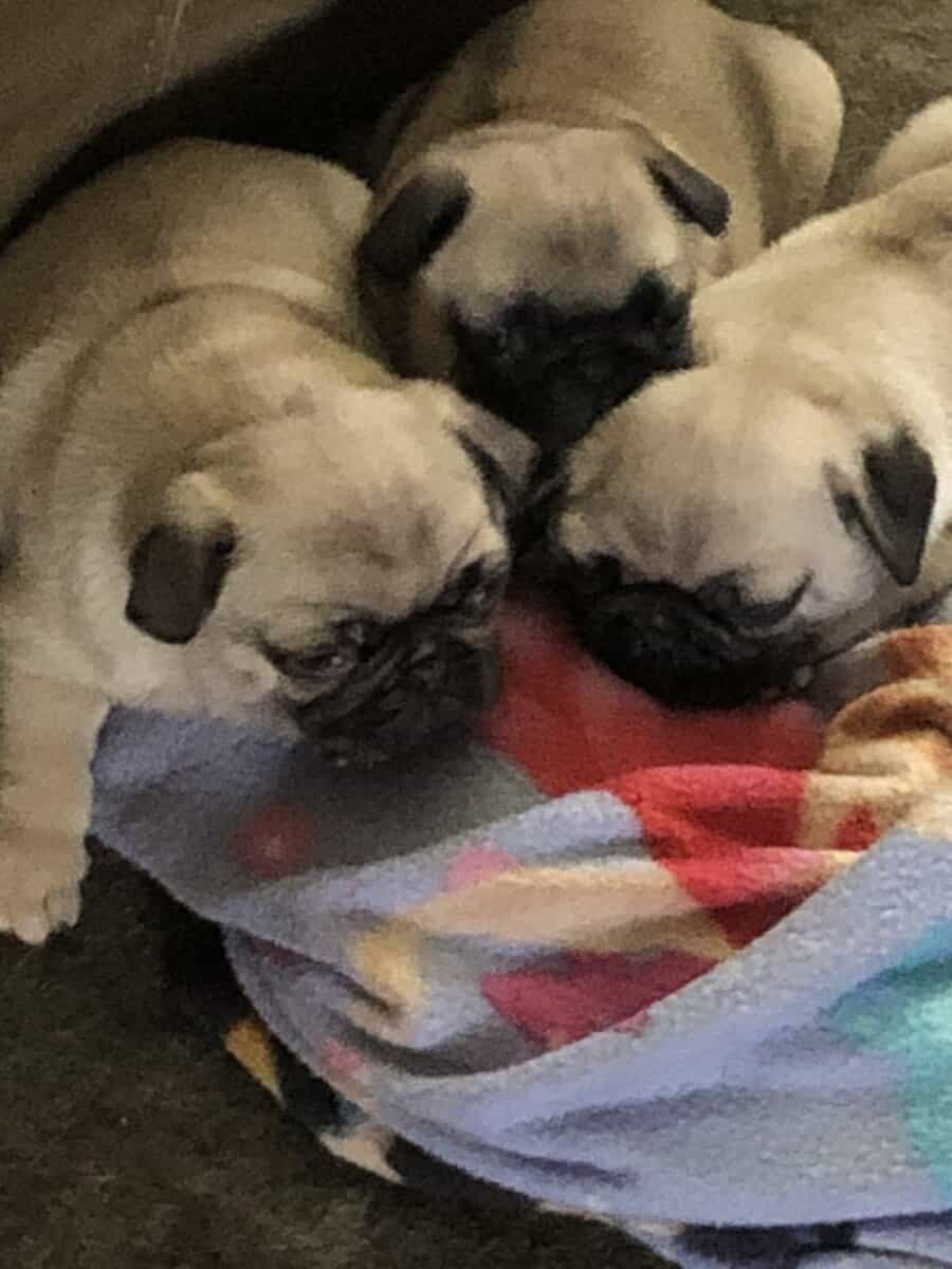 PUG PUPPIES image 1