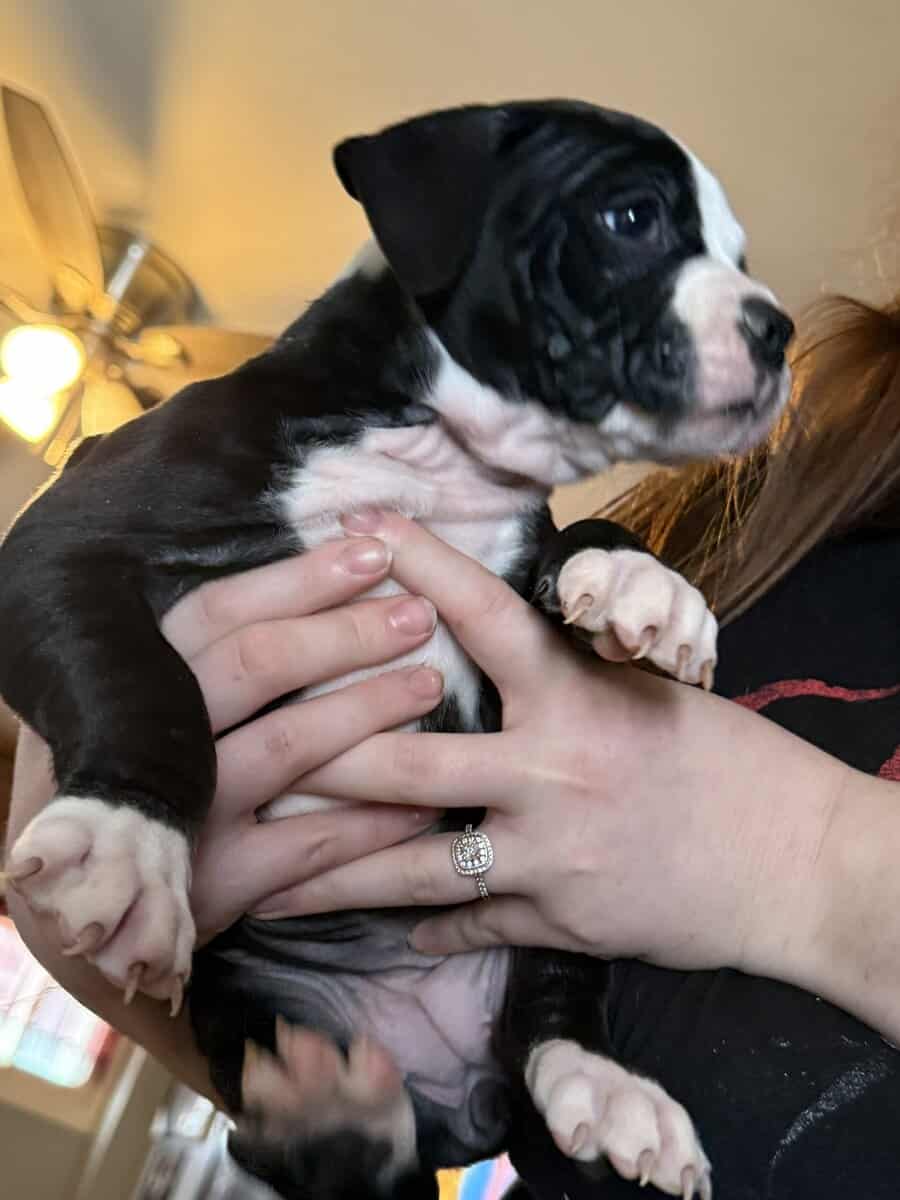Puppies for Sale! image 3