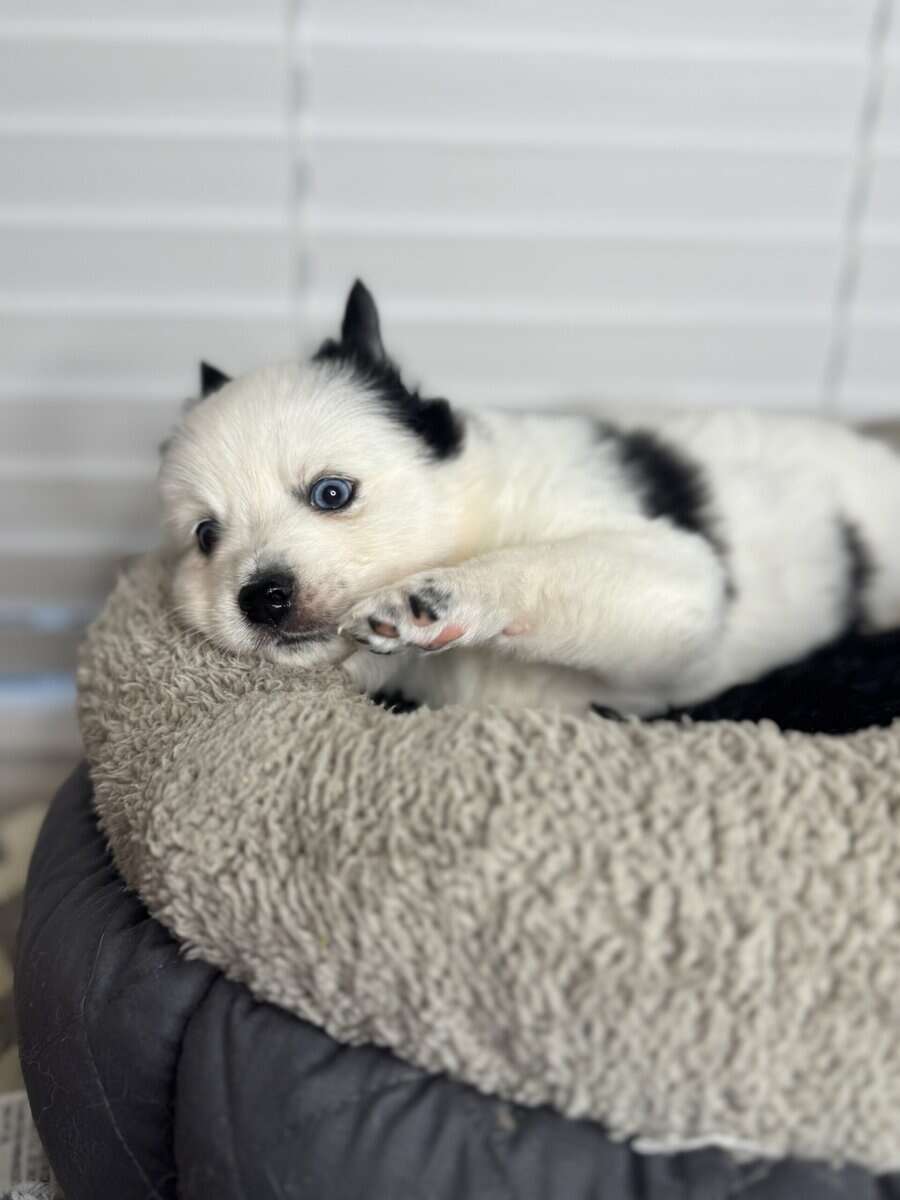 Pomsky puppies image 6