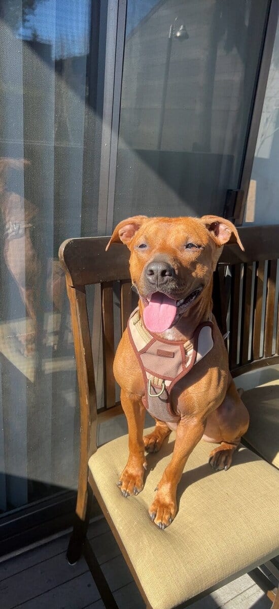 Fifi needs a home! image 1