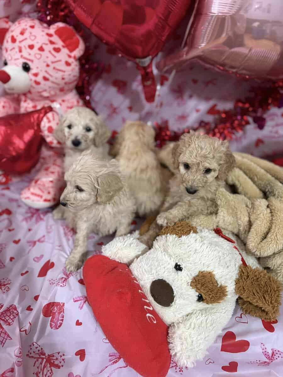 Goldendoodle Puippies image 8