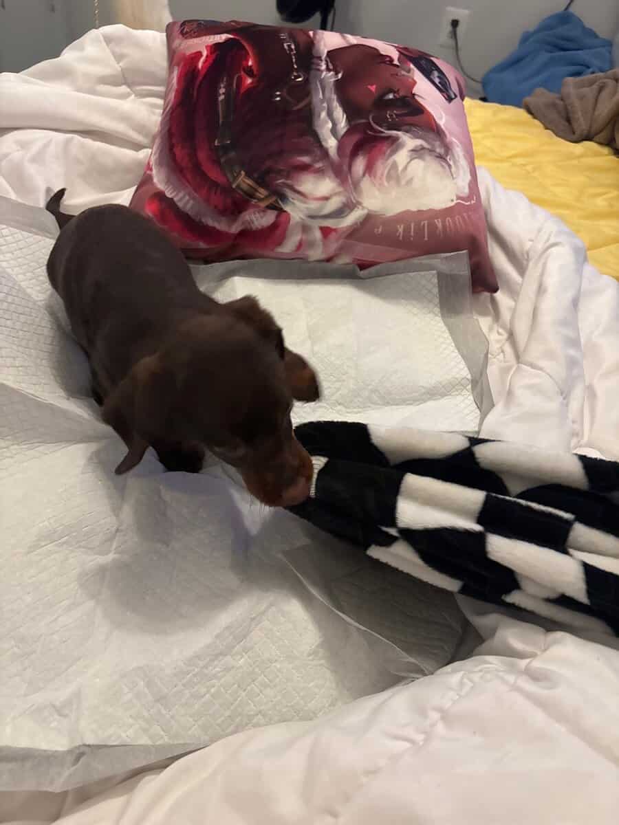 Playful Mini Dachshund image 4