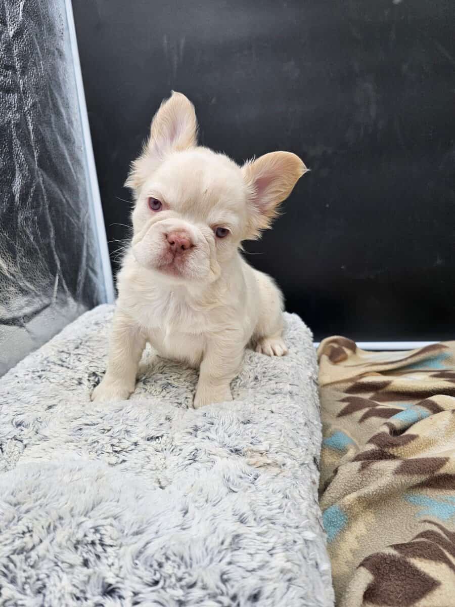 frenchie puppies looking for home image 6