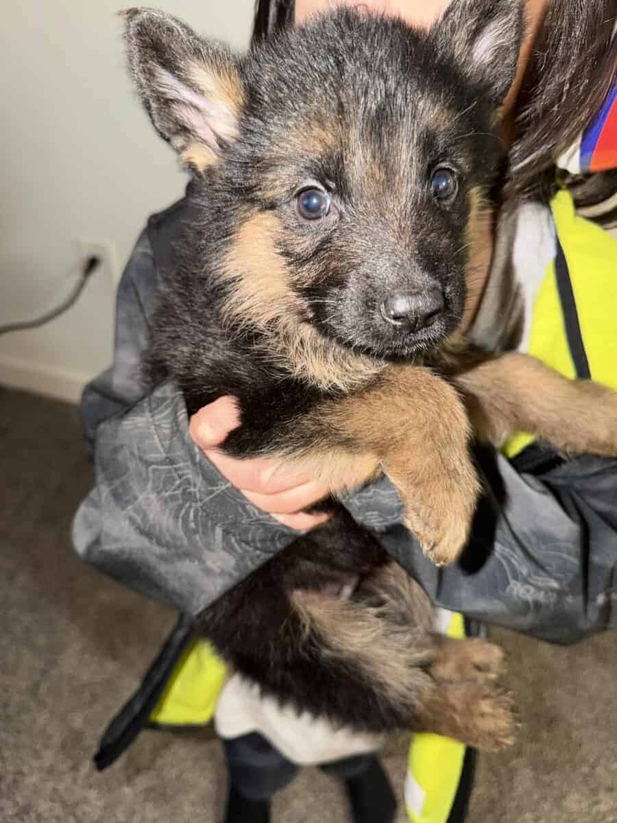 AKC purebred German Shepherd puppies image 12
