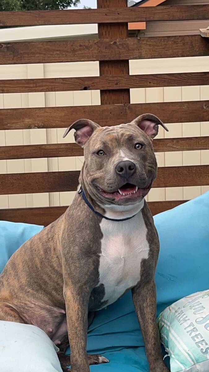 Bandog Puppies image 14