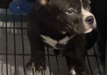 Bully Pup Needs New Home
