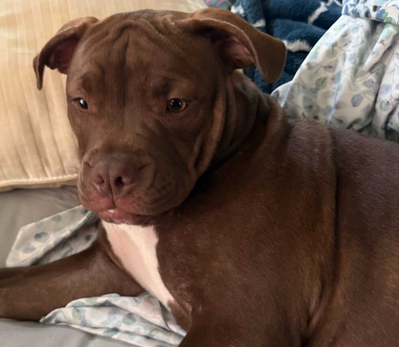Lil lady in need of loving home! image 3