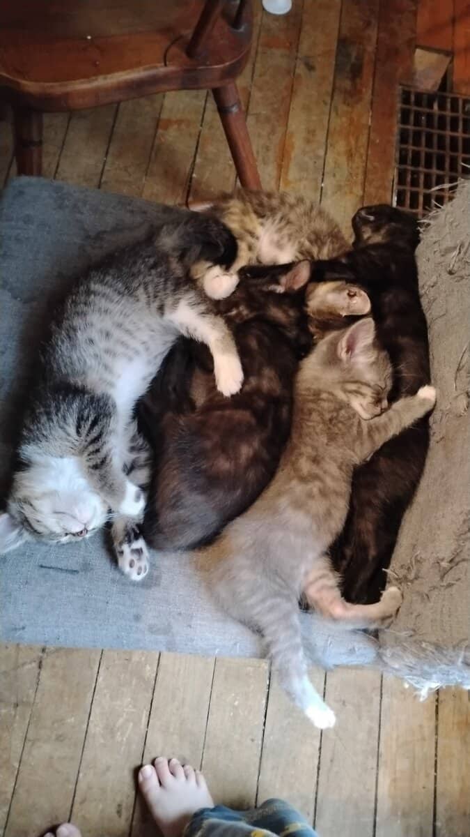 Kittens,1 male tiger cat,2 teen cats girls,2 mamma image 8