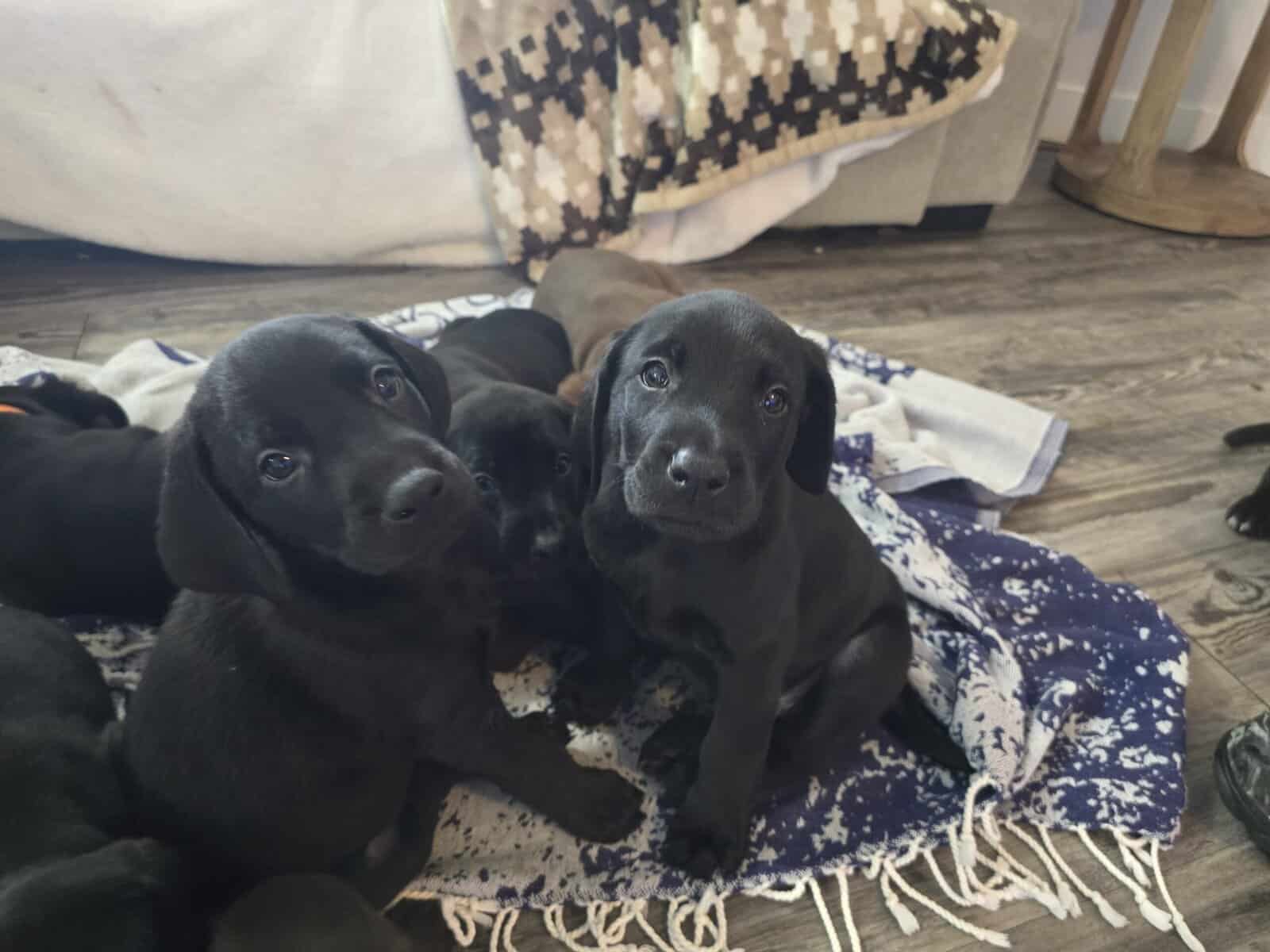 Free Puppies image 2