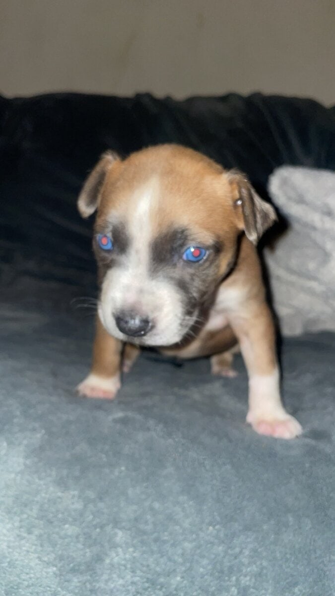 PUPPY GIRL FEW WEEKS OLD image 2