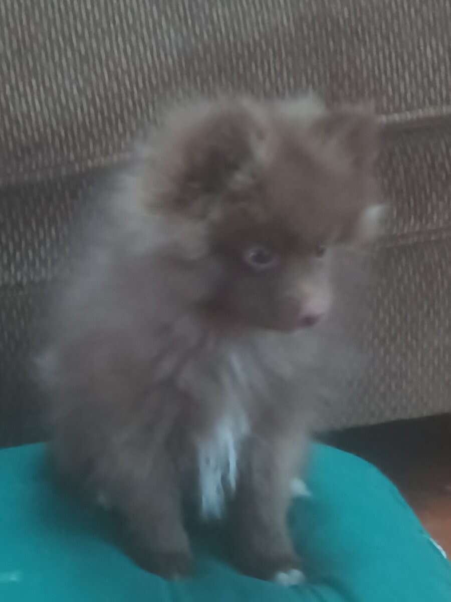 Brownie Pomeranian Puppy image 5
