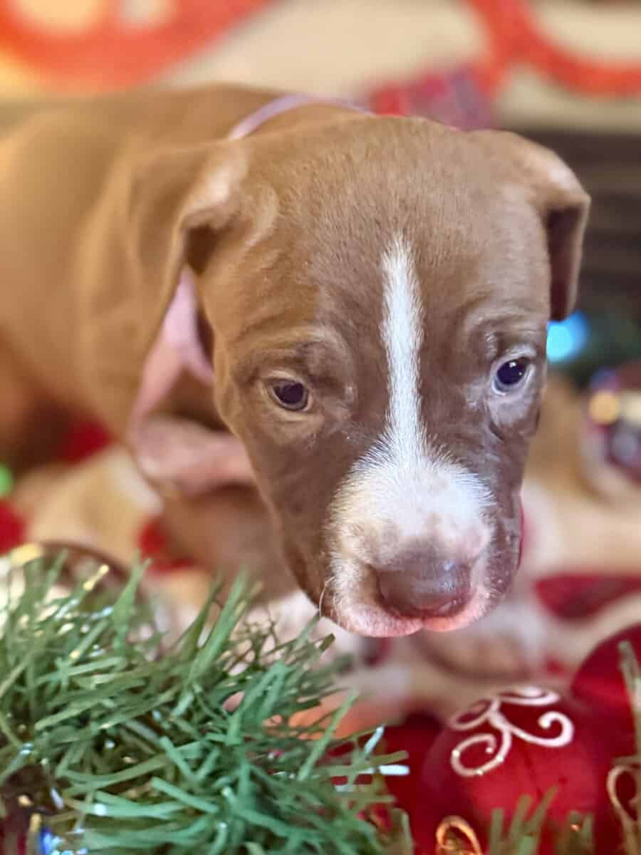 Chocolate Pitbull image 1