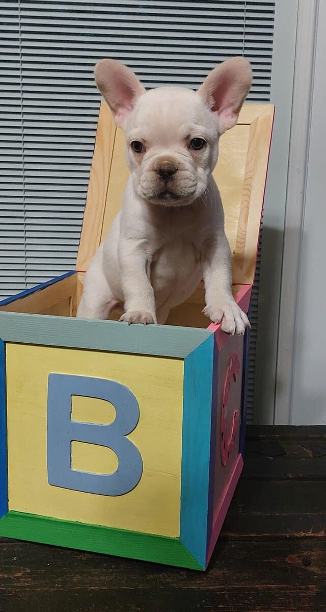 French bulldog male image 2