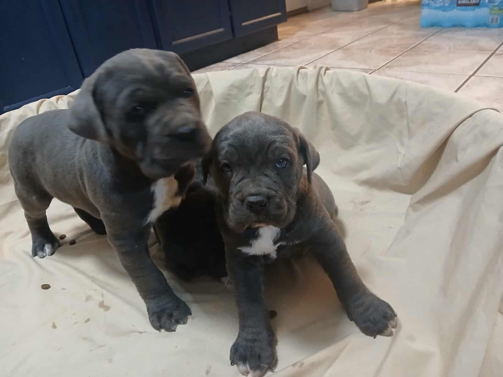 Cane corso image 3