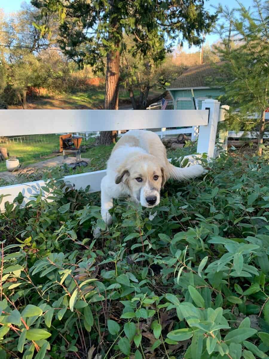 Great Pyrenees image 4