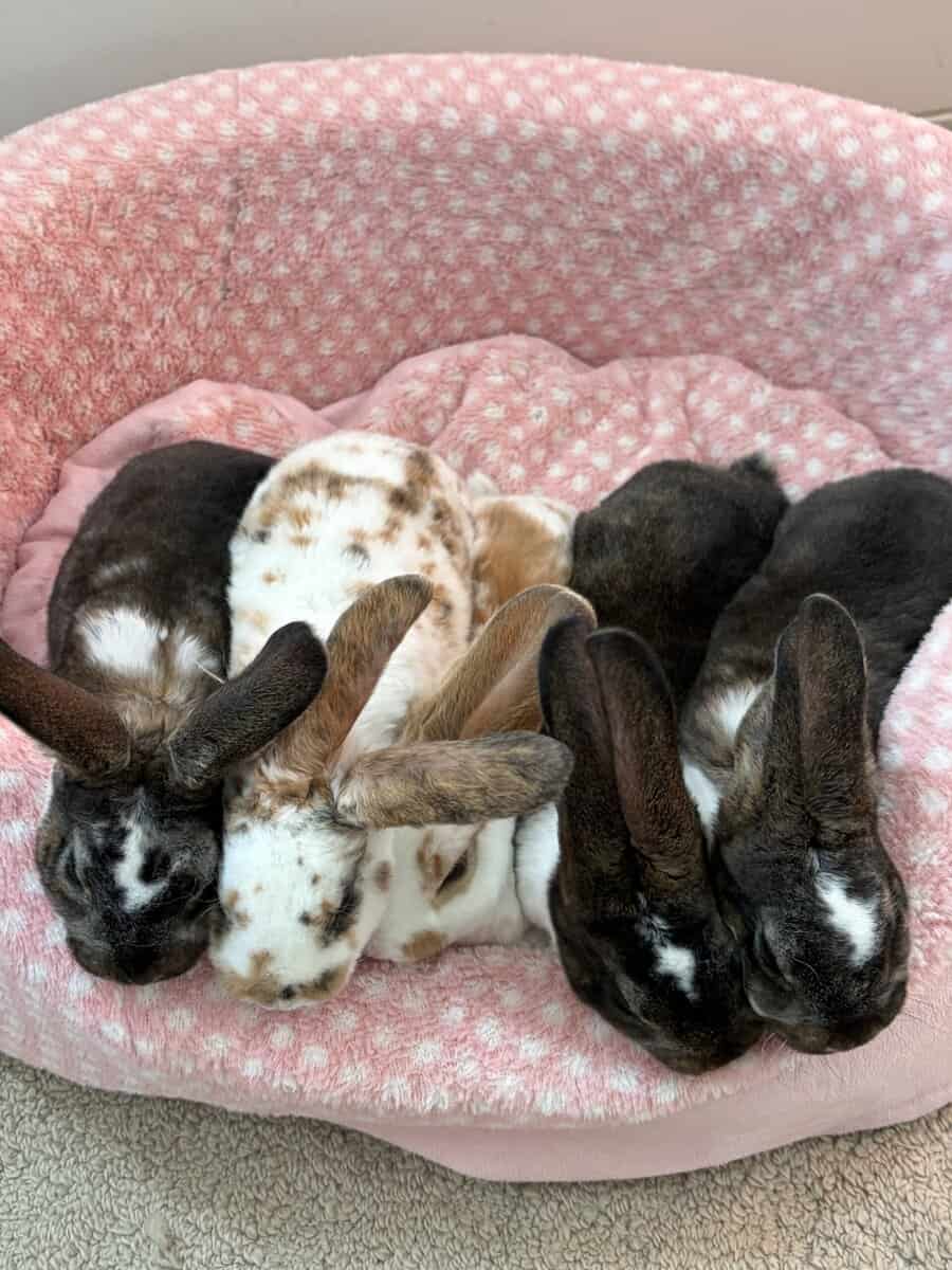 Baby Rex bunnies image 1