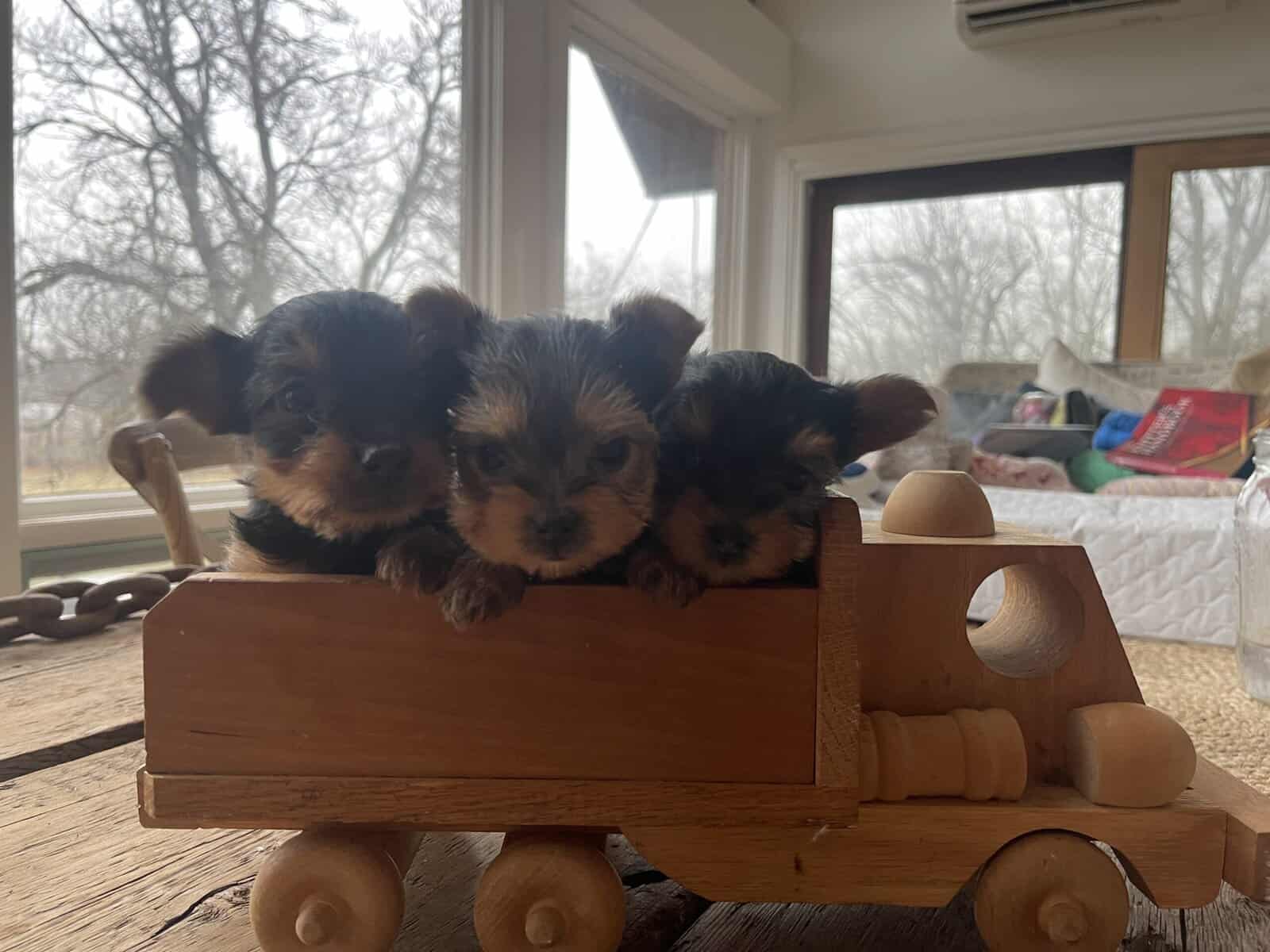 Yorkie puppies for sale image 1