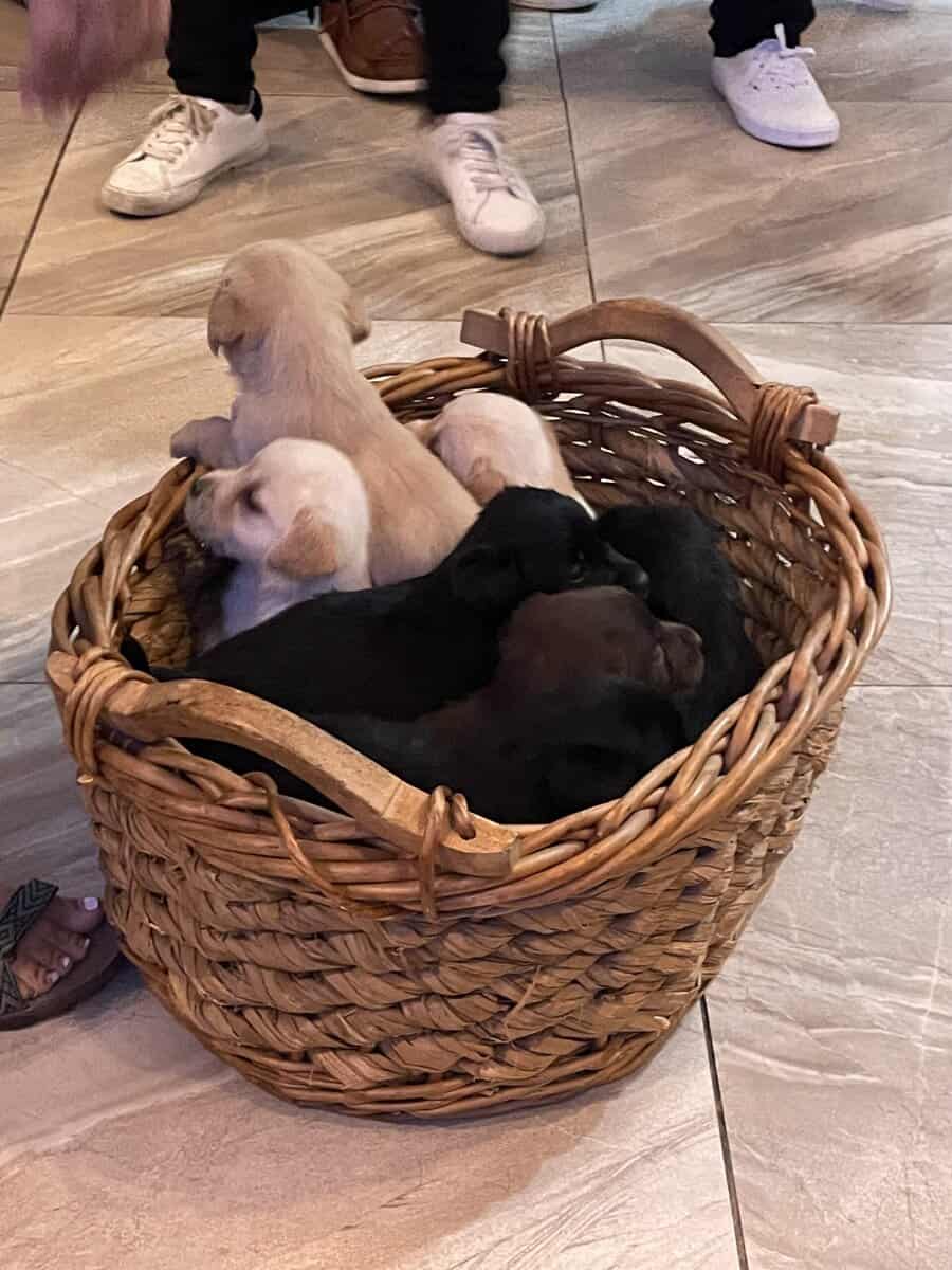 11 Labrador retriever puppies image 1